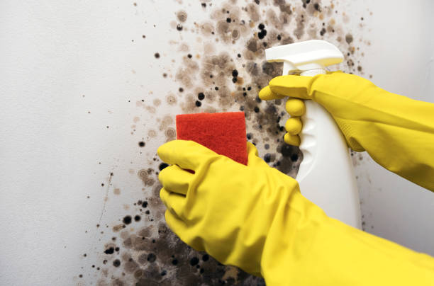 Best White Mold Remediation in USA